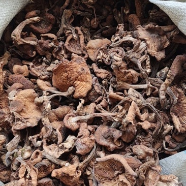食用菌干榛蘑片