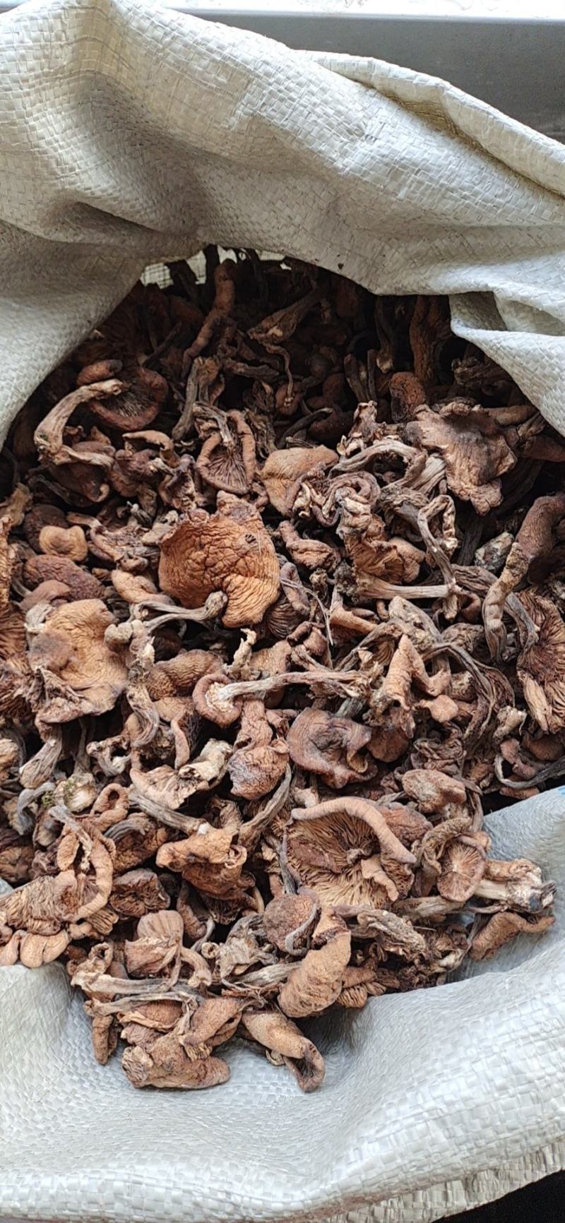 食用菌干榛蘑片