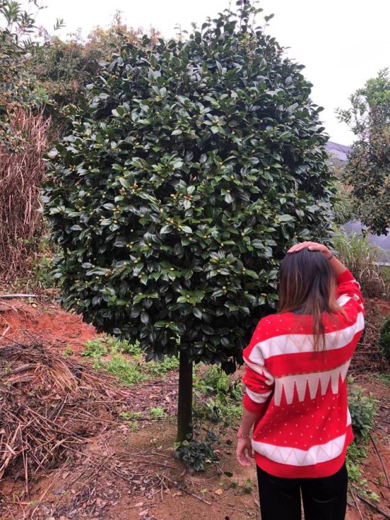 大货盆栽赤丹茶花规格大小都有联系发图议价