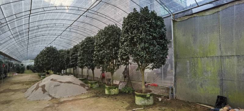 大货盆栽赤丹茶花规格大小都有联系发图议价