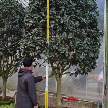 大货盆栽赤丹茶花规格大小都有联系发图议价