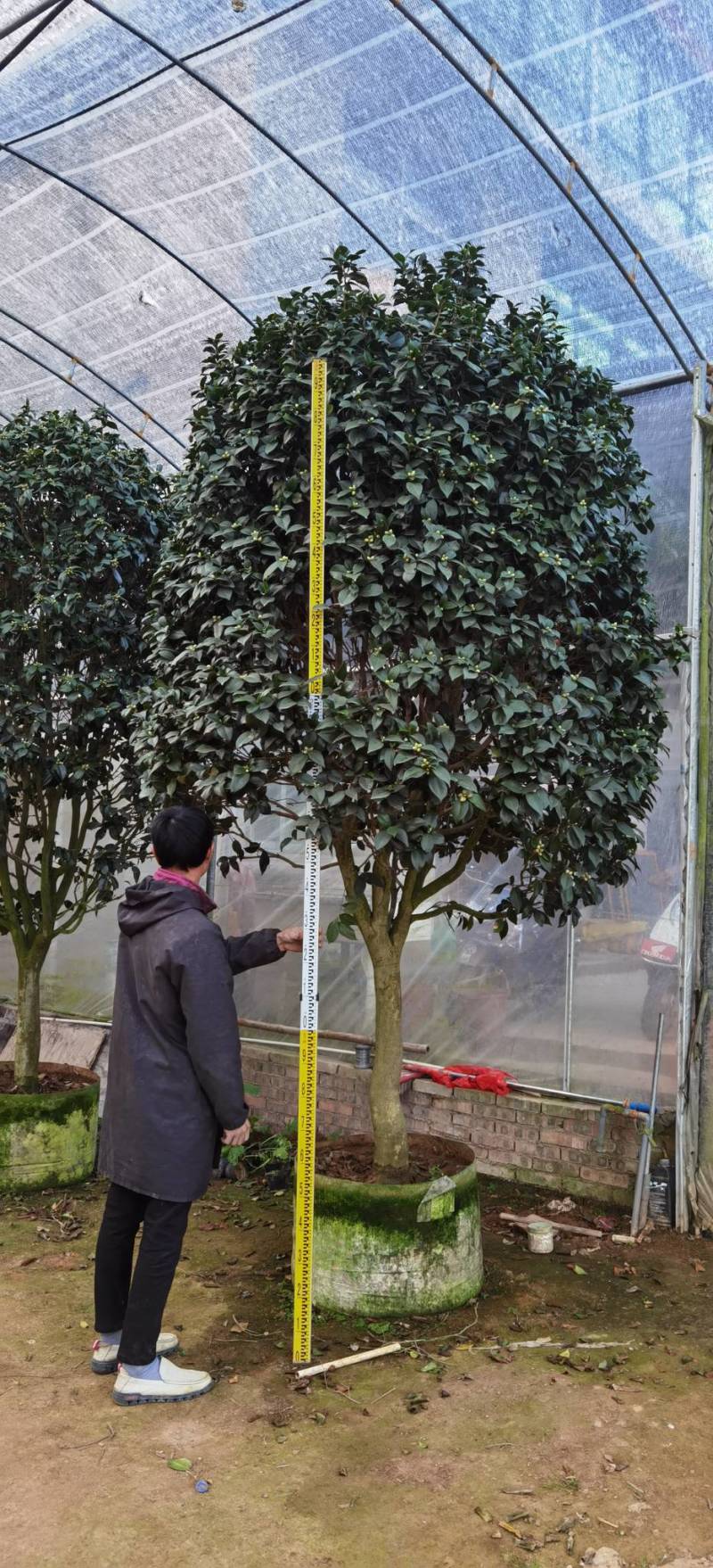 大货盆栽赤丹茶花规格大小都有联系发图议价