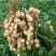 山东新鲜花生农家自种粉红皮花生5斤包邮电商一件代发