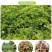 山东新鲜花生农家自种粉红皮花生5斤包邮电商一件代发