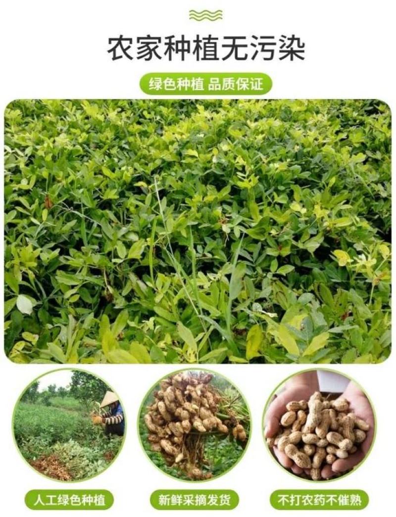 山东新鲜花生农家自种粉红皮花生5斤包邮电商一件代发