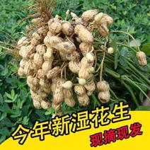 山东新鲜花生农家自种粉红皮花生5斤包邮电商一件代发