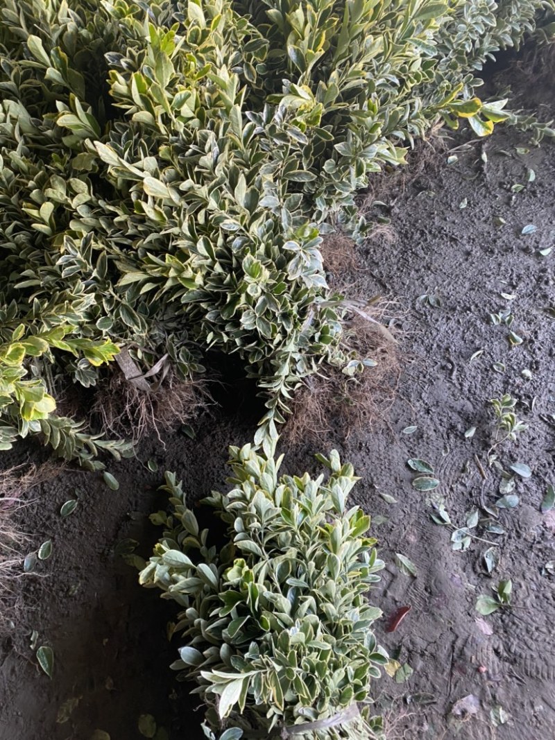 金边黄杨40-50高度20冠质量好各种规格大量供应