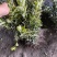 金边黄杨40-50高度20冠质量好各种规格大量供应