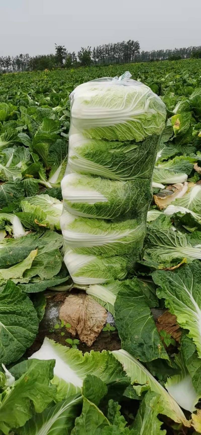 湖北黄心白菜各种品产地直发一手货价格便宜质量保证全国发货