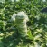 湖北黄心白菜各种品产地直发一手货价格便宜质量保证全国发货