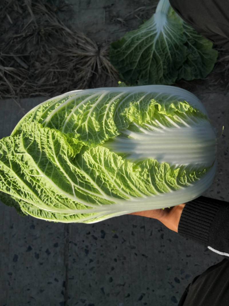湖北黄心白菜各种品产地直发一手货价格便宜质量保证全国发货