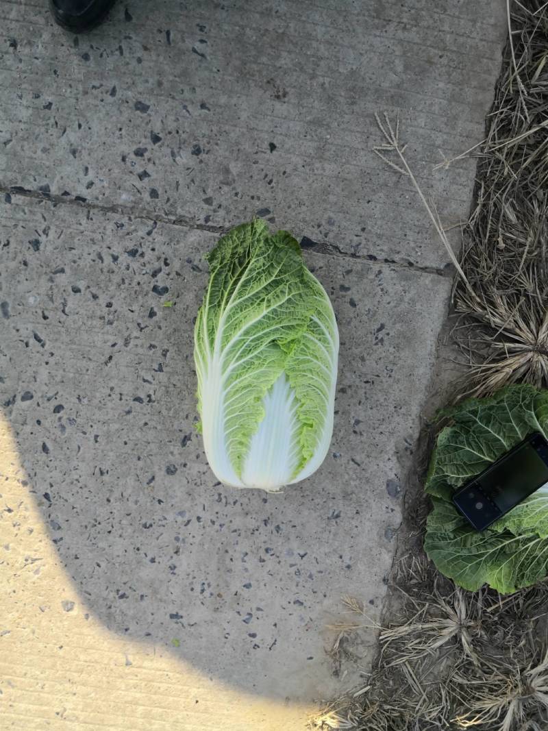 湖北黄心白菜各种品产地直发一手货价格便宜质量保证全国发货