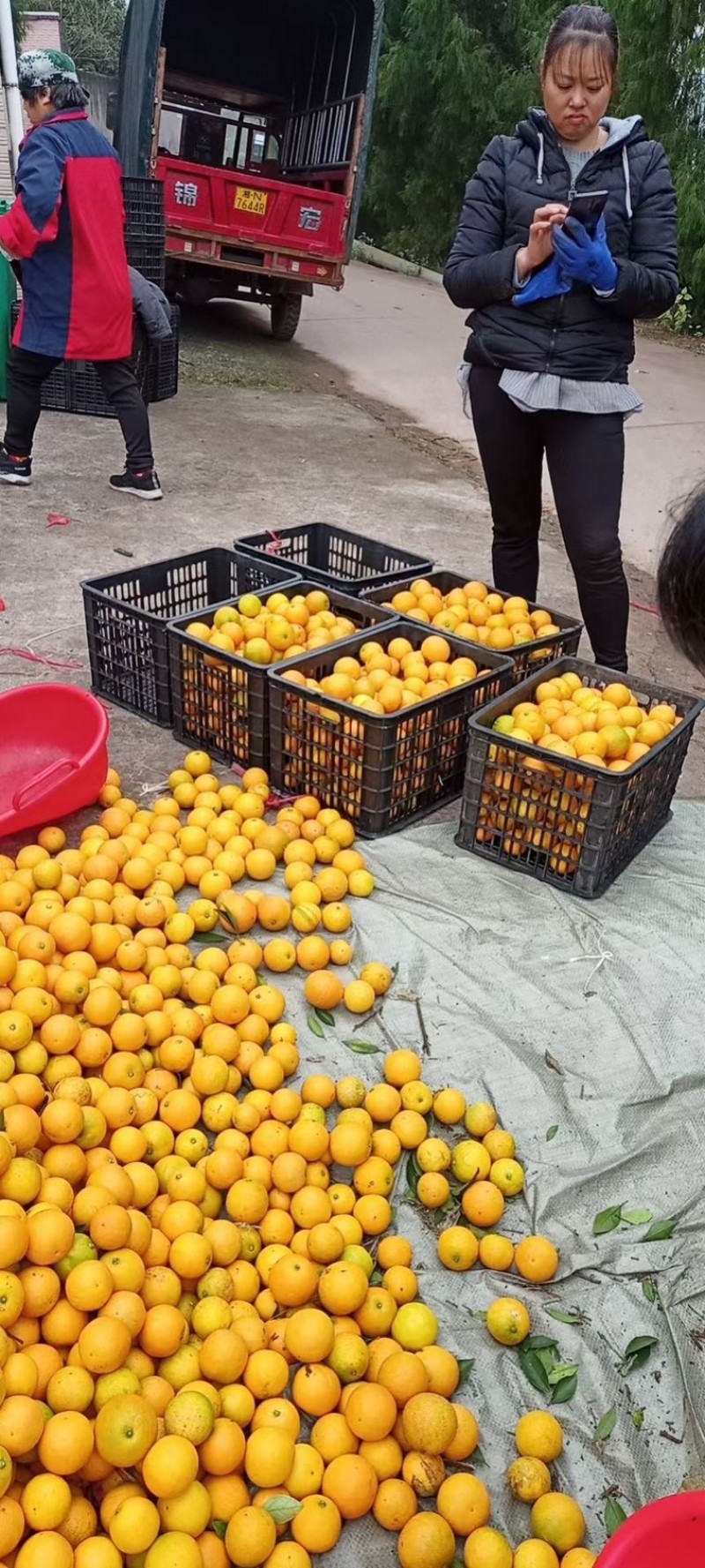 湖南麻阳冰糖橙大量现货，现摘现发，电商社区等
