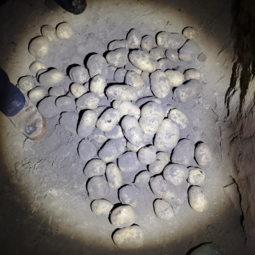 围场产地白皮白心个头大，薯型好，226土豆