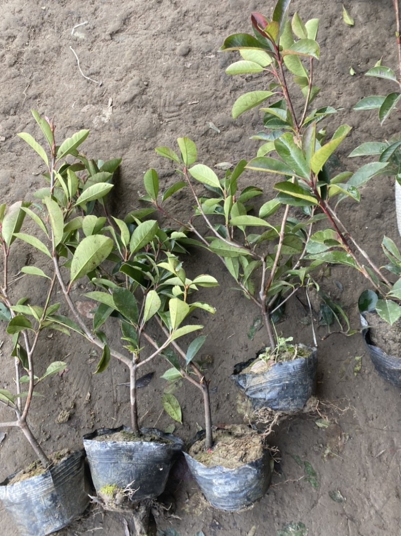 红叶石楠大杯苗基地现货各种规格大量供应绿化苗木