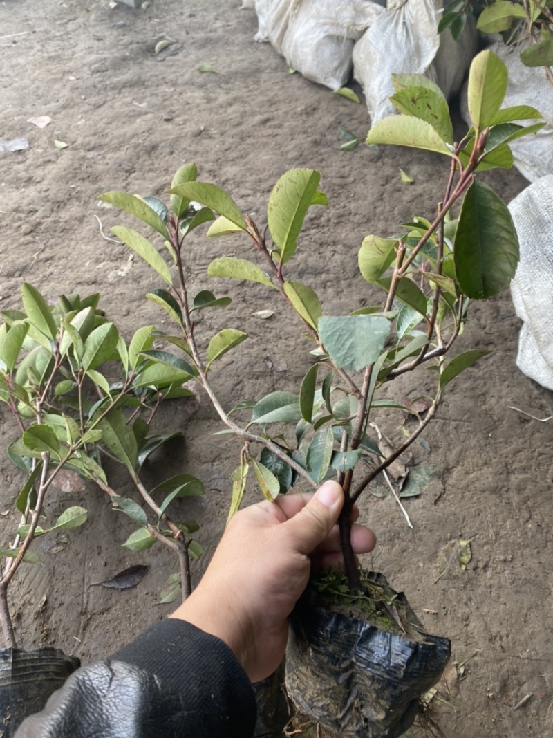 红叶石楠大杯苗基地现货各种规格大量供应绿化苗木