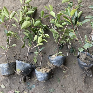 红叶石楠大杯苗基地现货各种规格大量供应绿化苗木