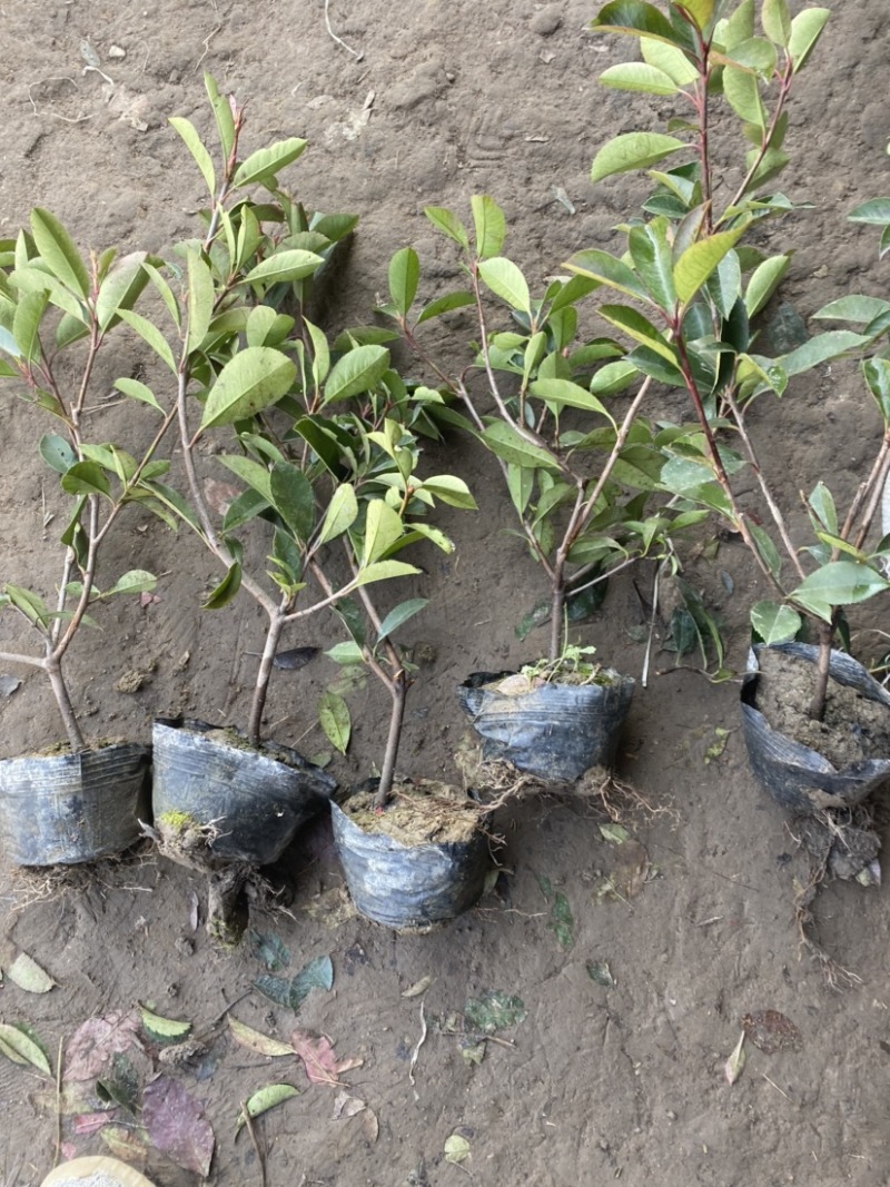 红叶石楠大杯苗基地现货各种规格大量供应绿化苗木