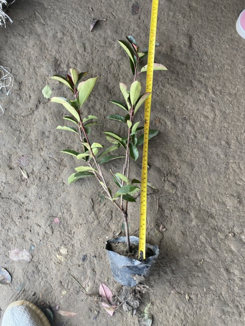 红叶石楠大杯苗基地现货各种规格大量供应绿化苗木