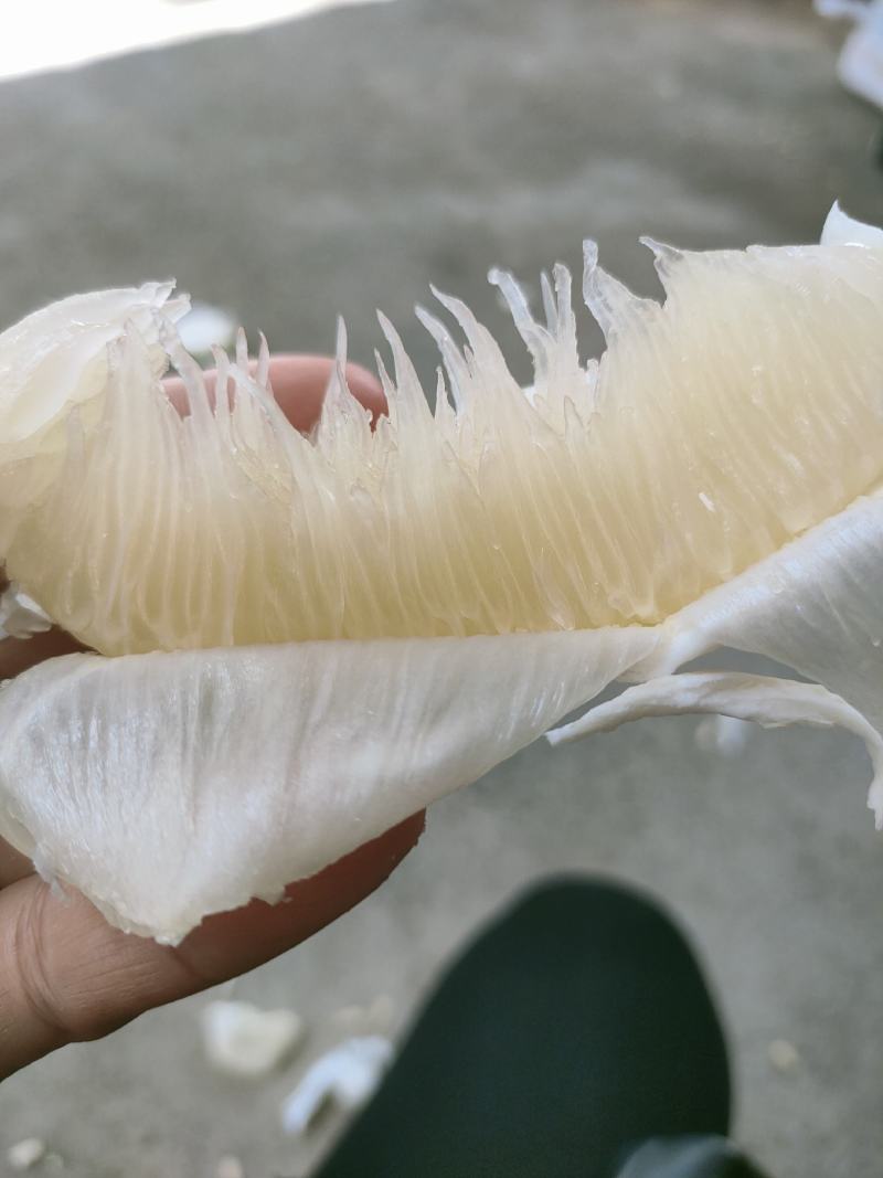 高山老树！正宗江永老树香柚，水分足。糖分高。农户一手货源