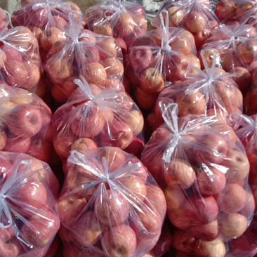 陕西洛川红富士苹果大量供应，1.5元一斤，大量有货供应！