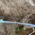 冬青苗大叶黄杨基地直发各种规格大量供应绿化苗木
