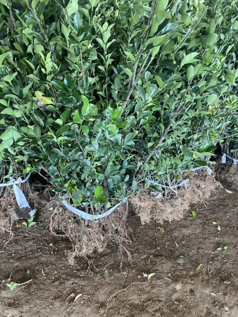 冬青苗大叶黄杨基地直发各种规格大量供应绿化苗木