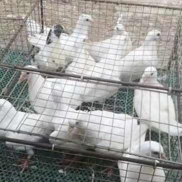 肉鸽产地直销现杀现发长期合作价格优惠
