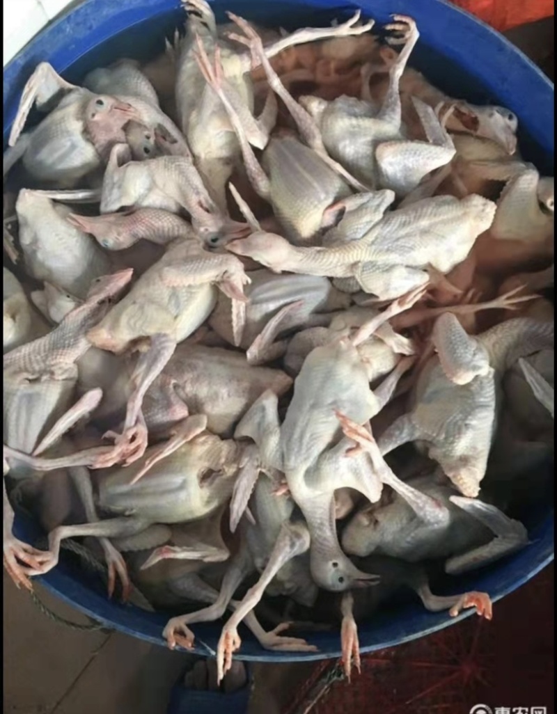 肉鸽产地直销现杀现发长期合作价格优惠