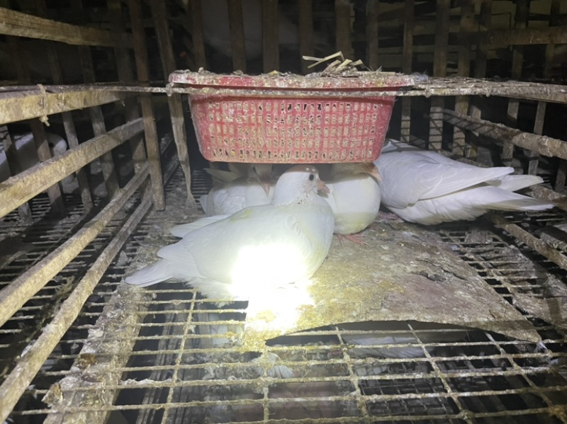肉鸽产地直销现杀现发长期合作价格优惠