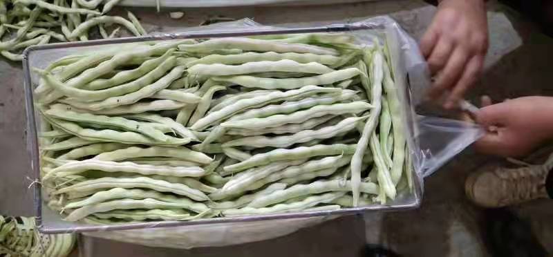 产地直发，超市专供，全国发货，物美价廉，精品白豆