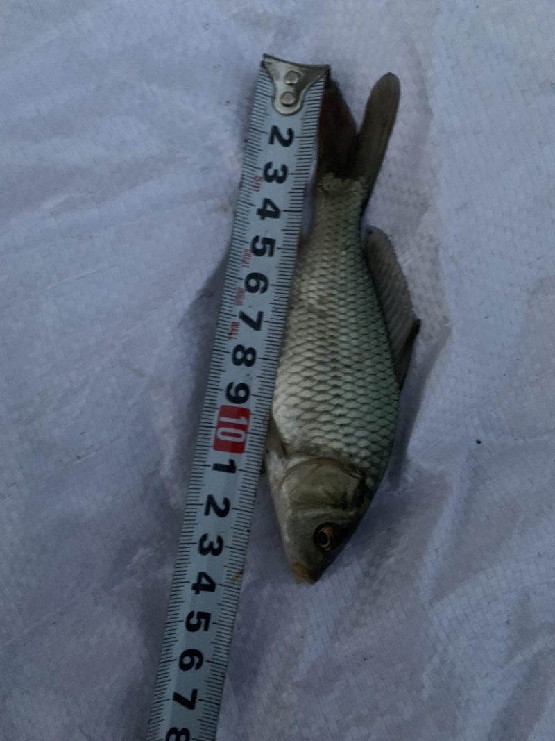 鲤鱼