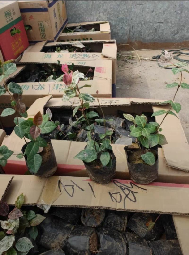 花叶络石，营养杯苗，质量好，货源充足，需要的老板联系