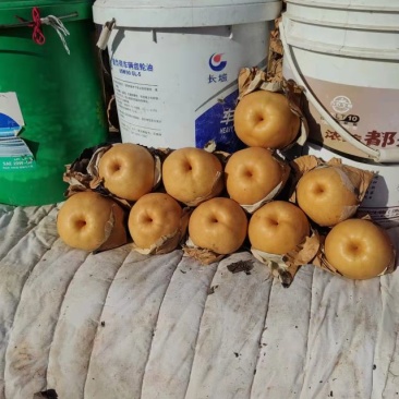 晚秋黄梨