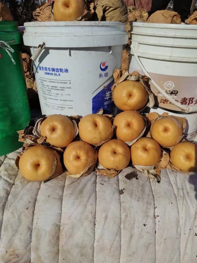 晚秋黄梨
