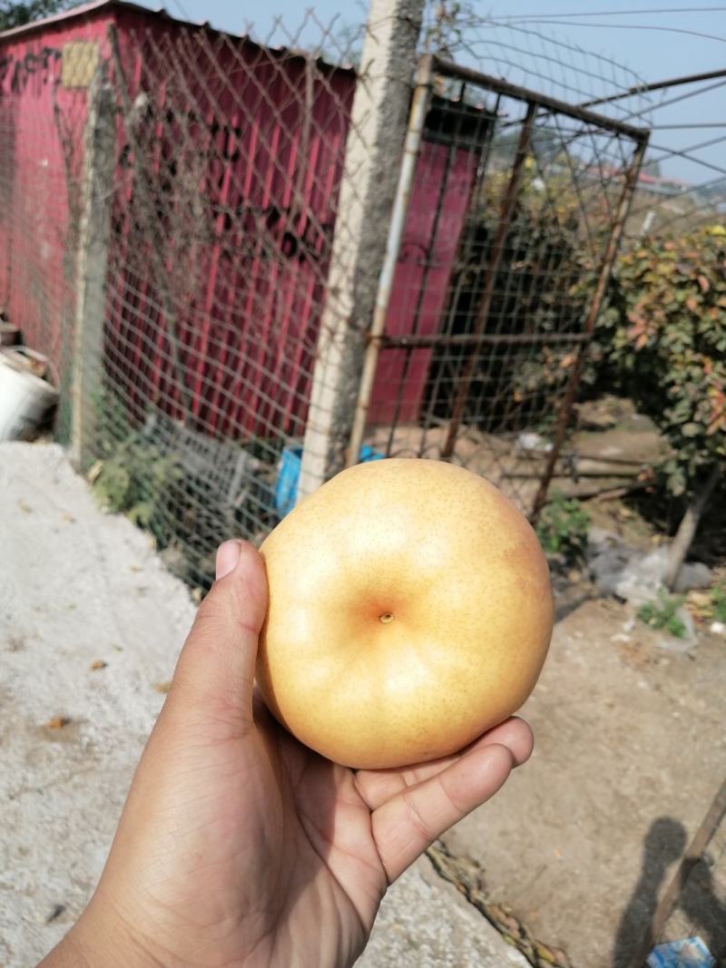 晚秋黄梨