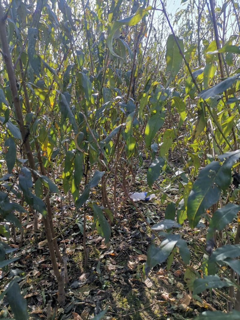 珍珠枣油桃苗现挖现卖提供技术指导欢迎选购！