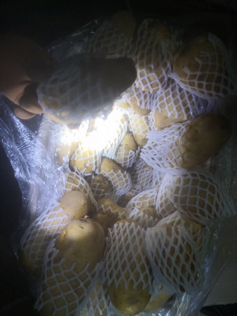莒县荷兰十五土豆，产地批发价格低，优质供应商可视频看货