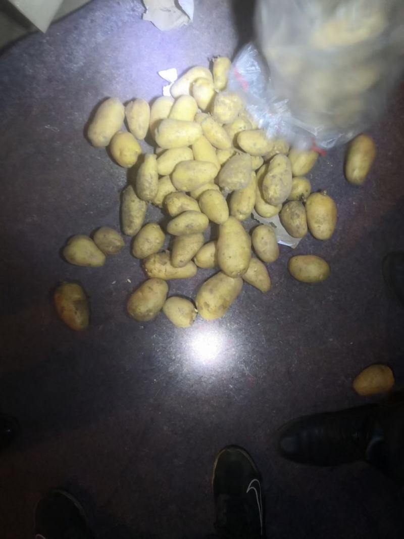 莒县荷兰十五土豆，产地批发价格低，优质供应商可视频看货