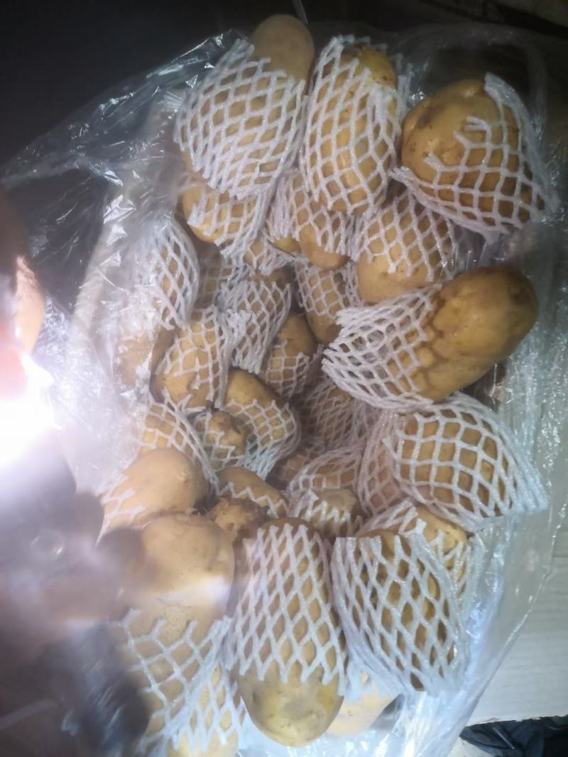 莒县荷兰十五土豆，产地批发价格低，优质供应商可视频看货