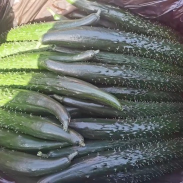精品优质顶花黄瓜