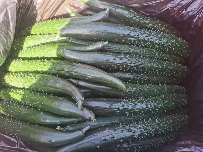 精品优质顶花黄瓜