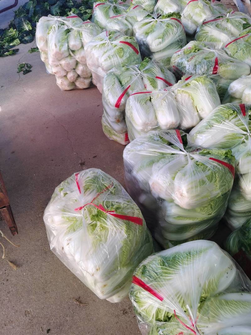 湖北精品大白菜大量上市一手货品基地直发支持视频看货