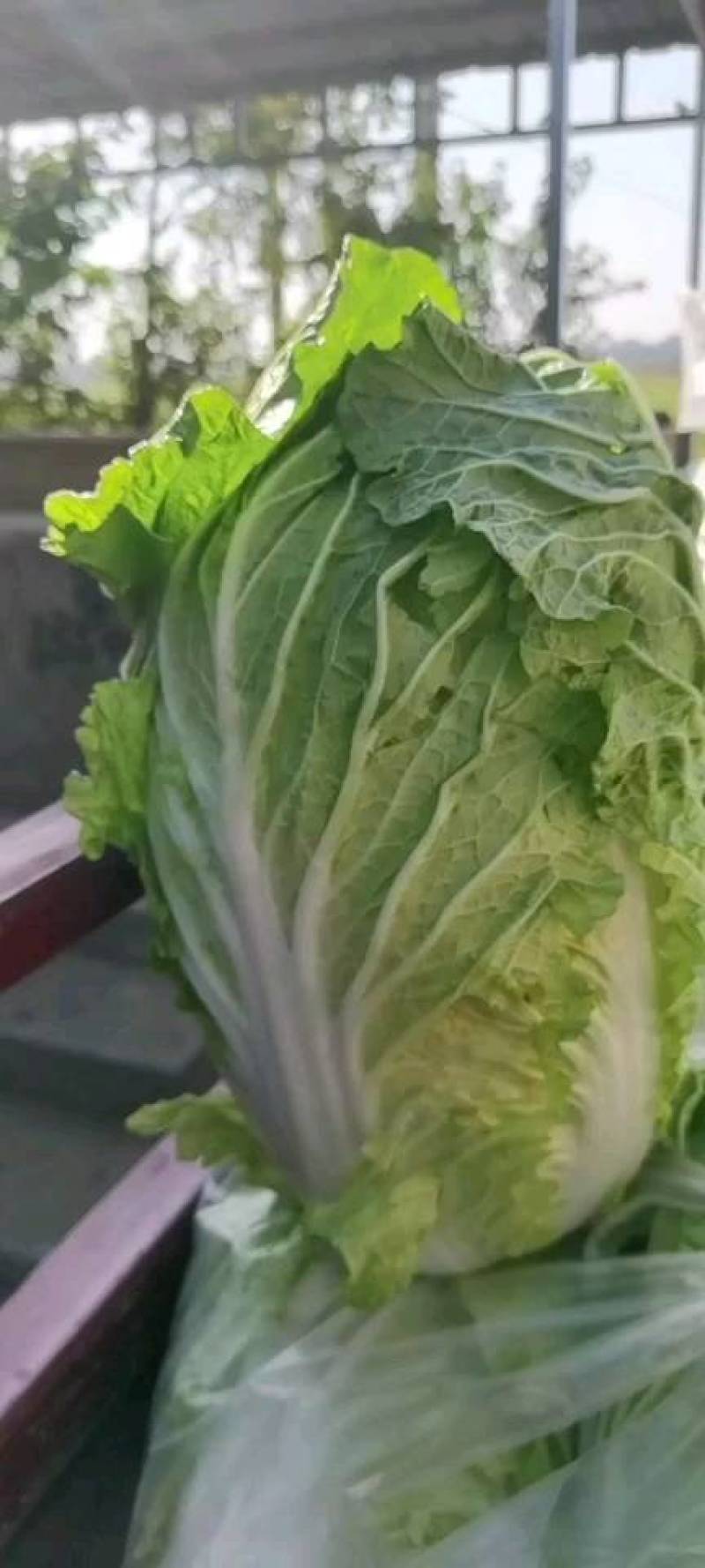 湖北精品大白菜大量上市一手货品基地直发支持视频看货
