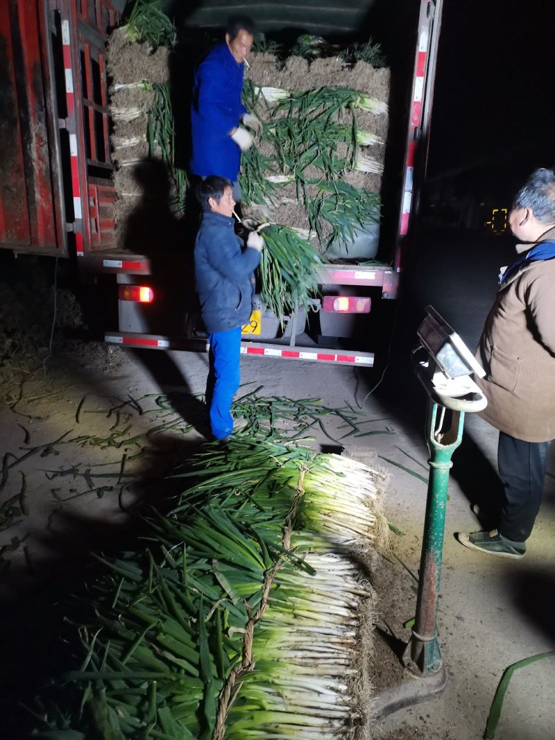长白分葱，产地直发，长期代收货源保质保量