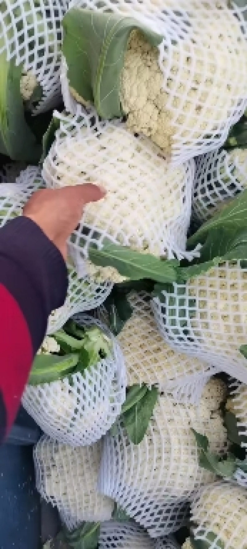 河南通许，精品有机松花，花白，青梗，诚信经营