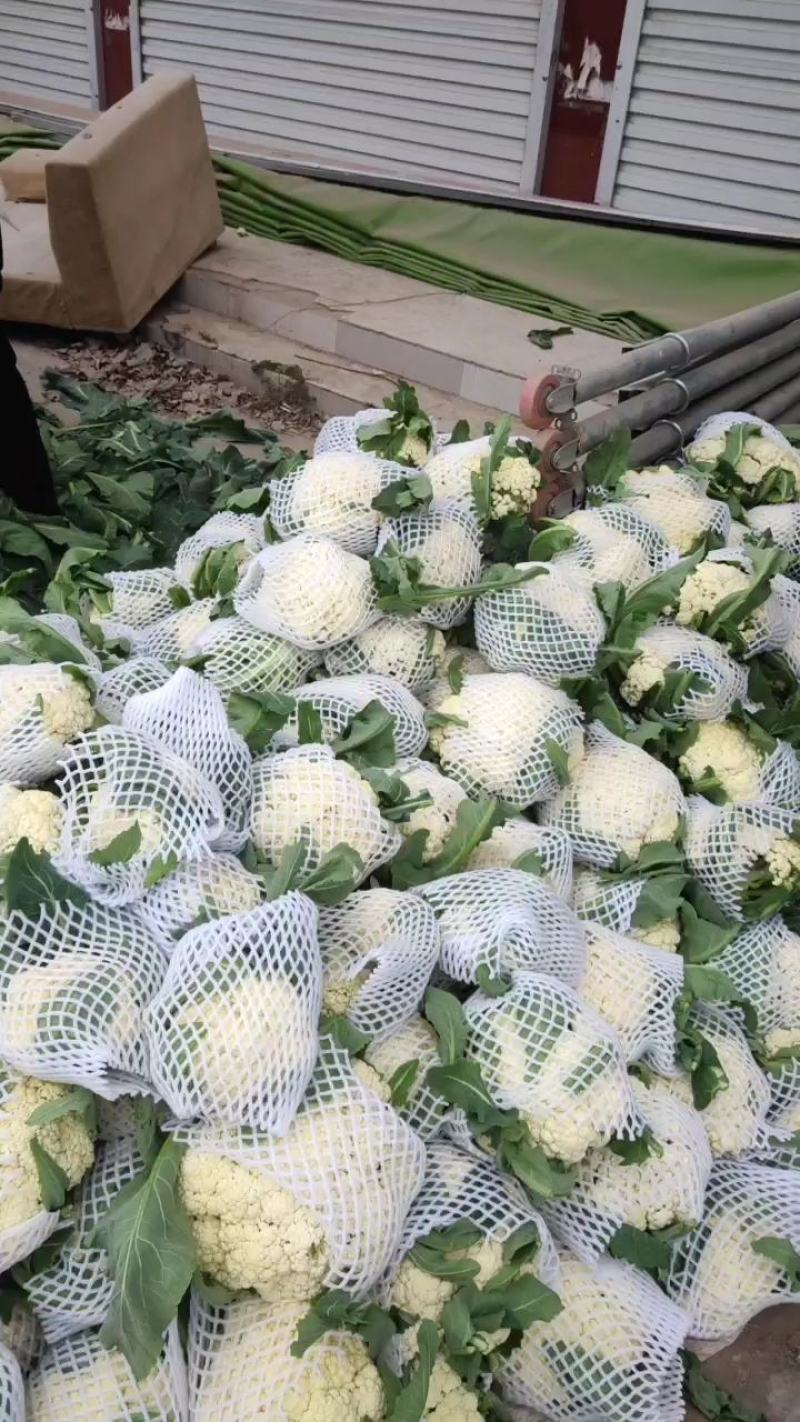河南通许，精品有机松花，花白，青梗，诚信经营