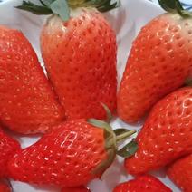 新鲜济南历城甜宝草莓量大价优质量保证欢迎咨询！