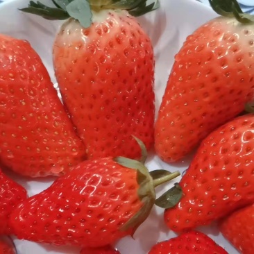 新鲜济南历城甜宝草莓量大价优质量保证欢迎咨询！