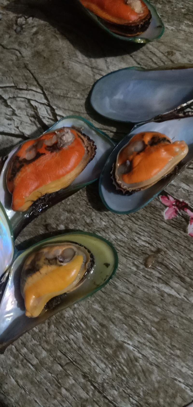 青口贝
